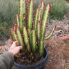 African Milk Tree - Euphorbia trigona &