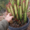 African Milk Tree - Euphorbia trigona &