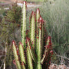 African Milk Tree - Euphorbia trigona &