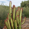 African Milk Tree - Euphorbia trigona &