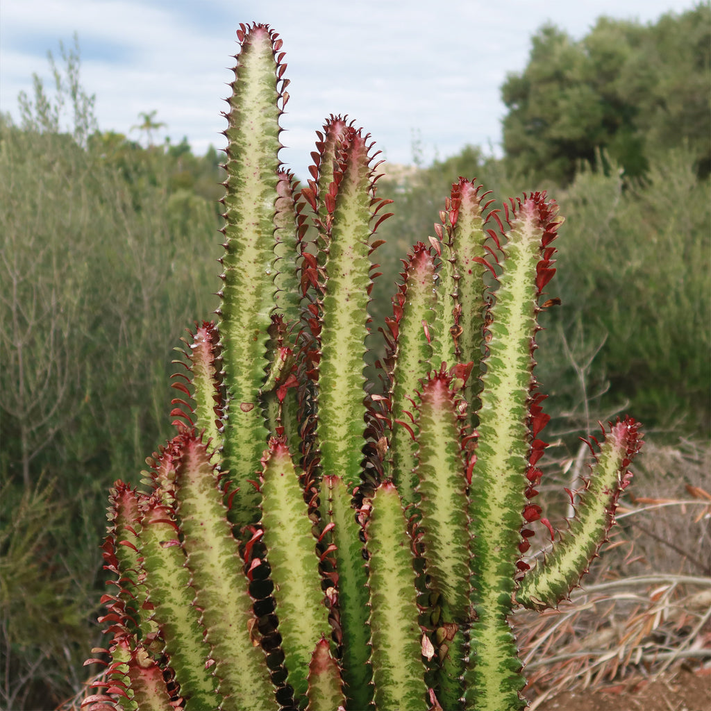 African Milk Tree - Euphorbia trigona &