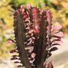 African Milk Tree - Euphorbia trigona &