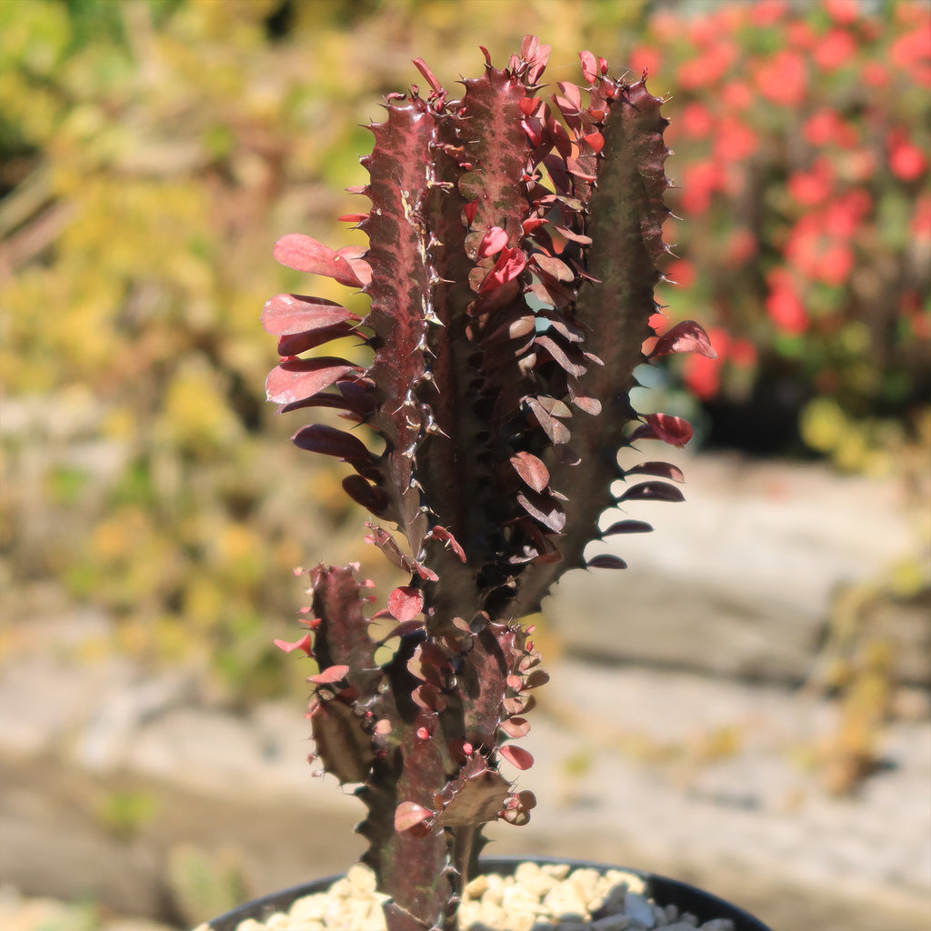 African Milk Tree - Euphorbia trigona &