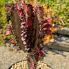 African Milk Tree - Euphorbia trigona &