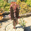 African Milk Tree - Euphorbia trigona &