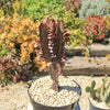 African Milk Tree - Euphorbia trigona &