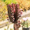 African Milk Tree - Euphorbia trigona &