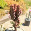 African Milk Tree - Euphorbia trigona &