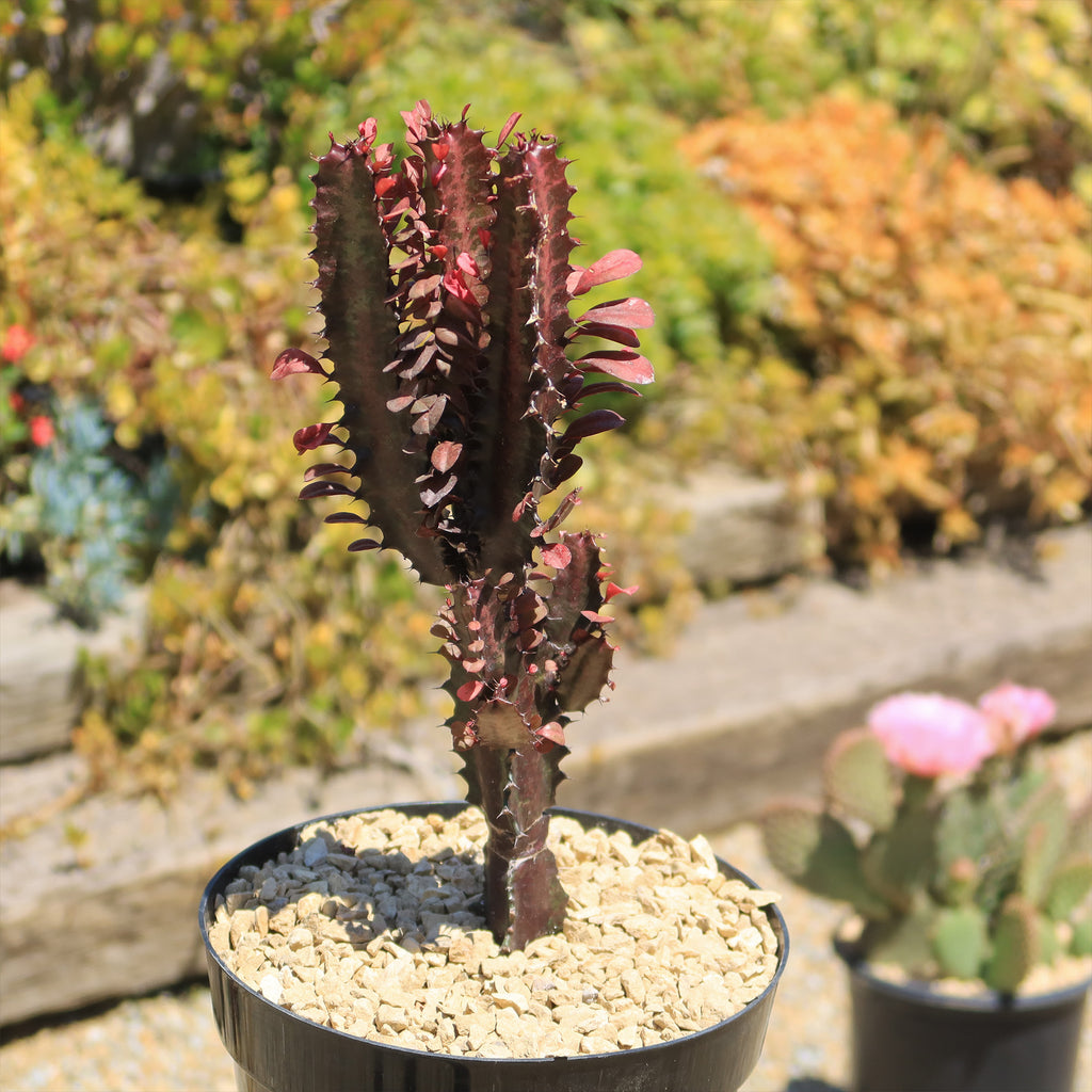 African Milk Tree - Euphorbia trigona &