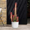 African Milk Tree - Euphorbia trigona &