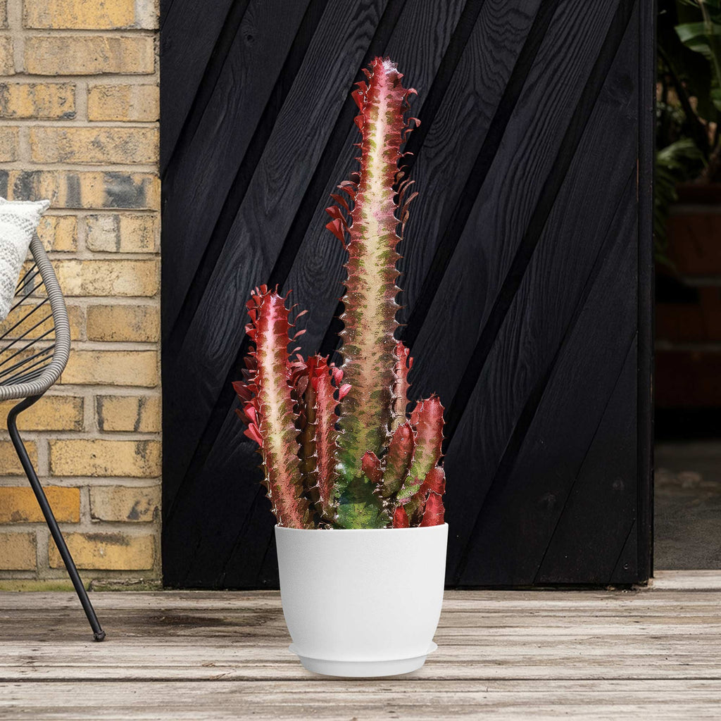 African Milk Tree - Euphorbia trigona &