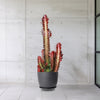 African Milk Tree - Euphorbia trigona &