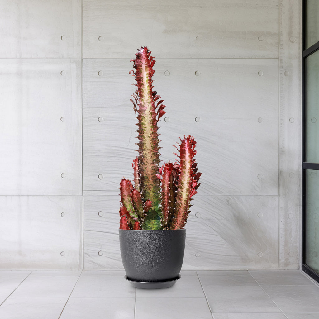 African Milk Tree - Euphorbia trigona &