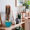 African Milk Tree - Euphorbia trigona &
