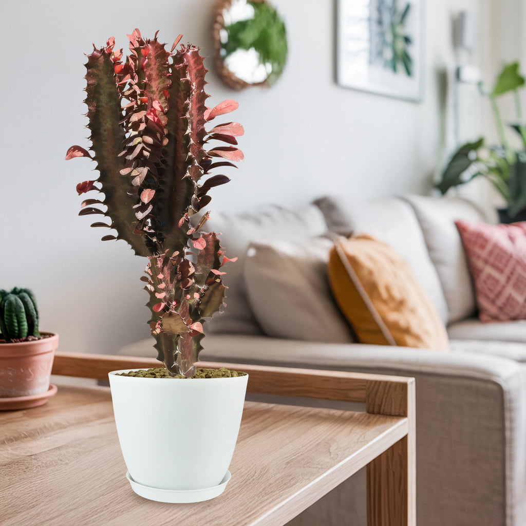 African Milk Tree - Euphorbia trigona &