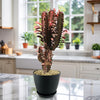African Milk Tree - Euphorbia trigona &