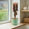 African Milk Tree - Euphorbia trigona &