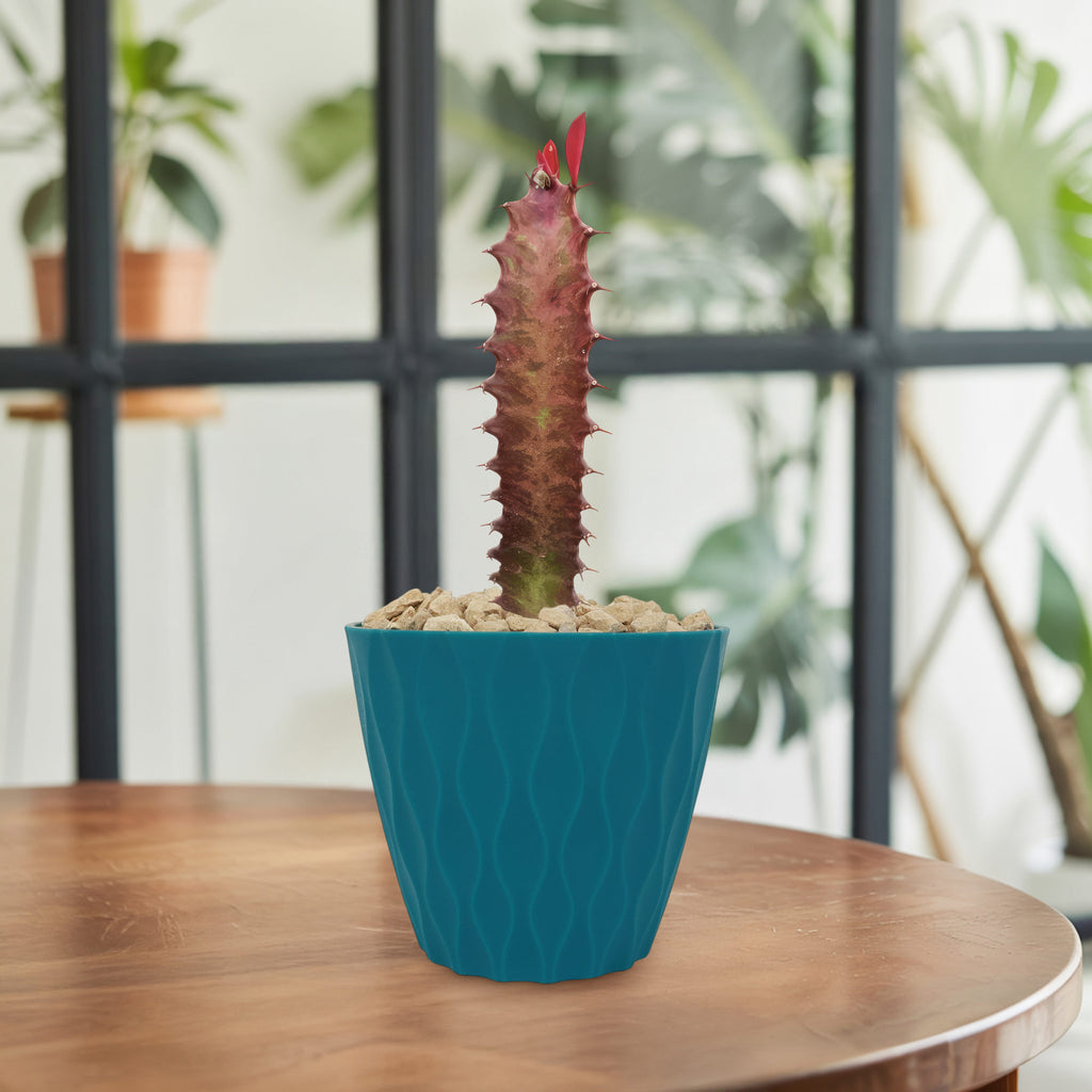 African Milk Tree - Euphorbia trigona &