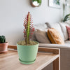 African Milk Tree - Euphorbia trigona &