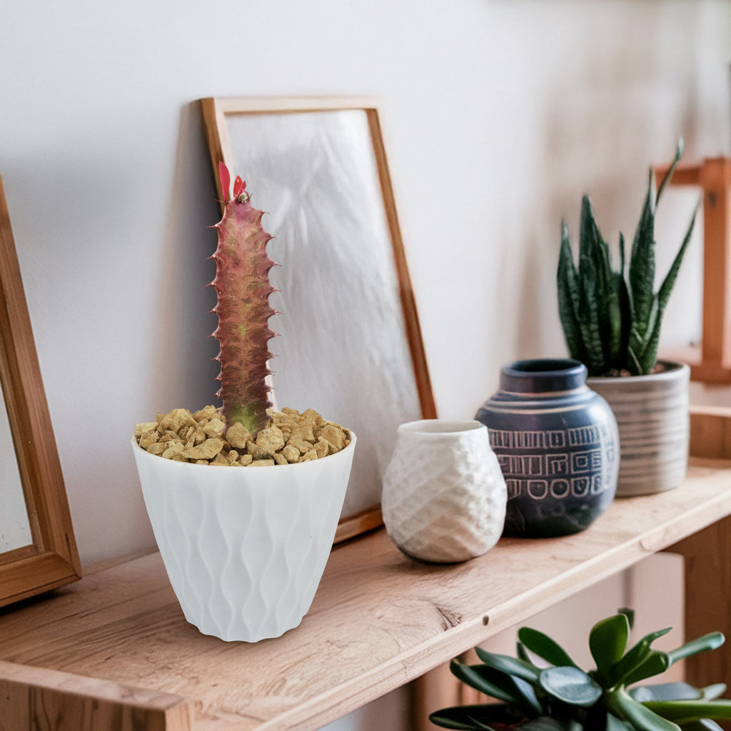 African Milk Tree - Euphorbia trigona &