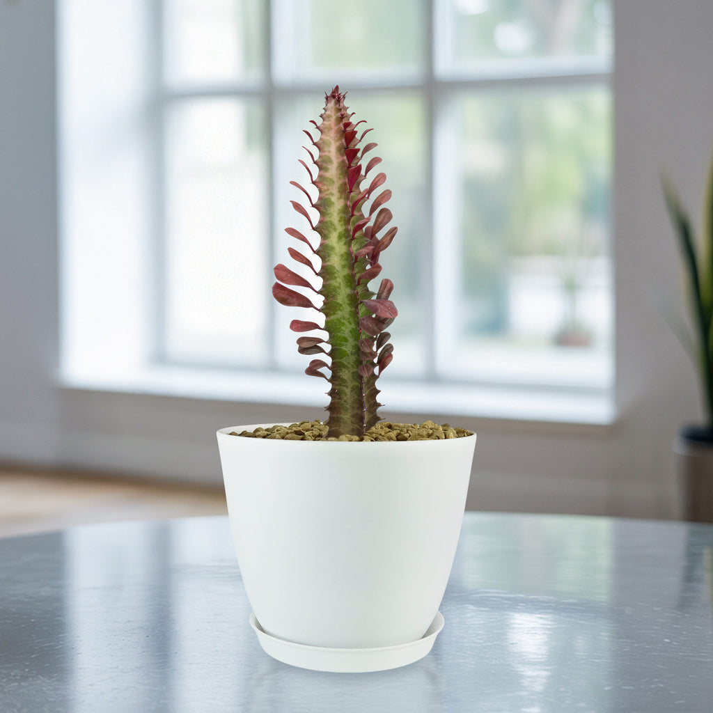 African Milk Tree - Euphorbia trigona &