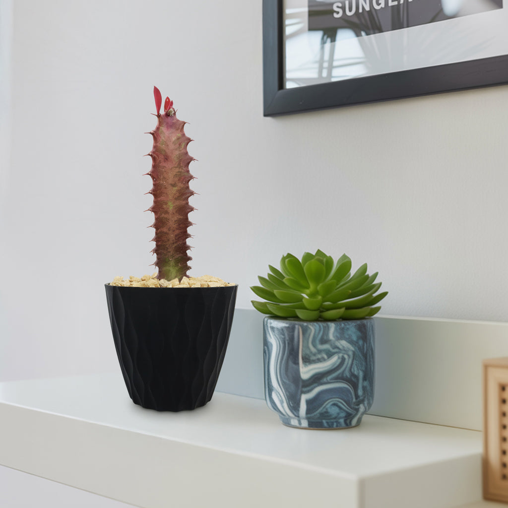 African Milk Tree - Euphorbia trigona &