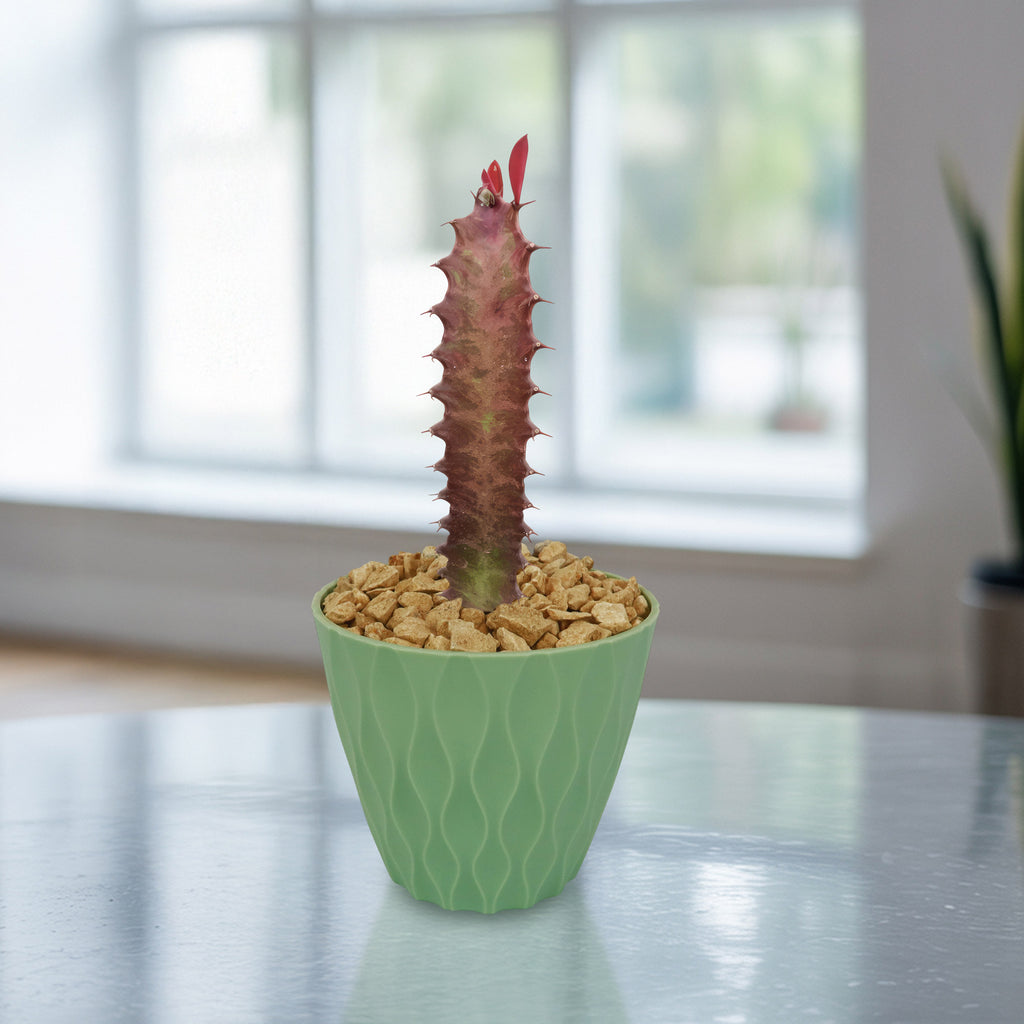 African Milk Tree - Euphorbia trigona &