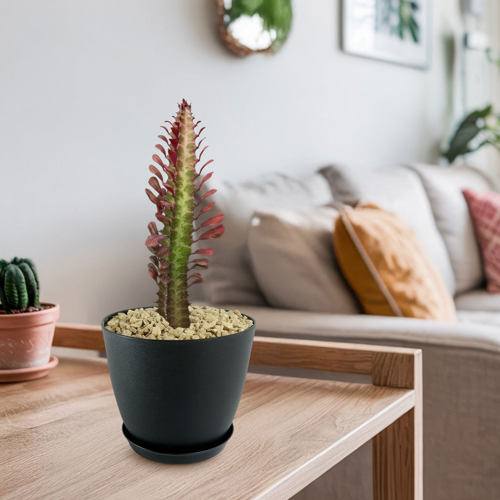 African Milk Tree - Euphorbia trigona &