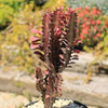 African Milk Tree - Euphorbia trigona &