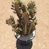 African Milk Tree - Euphorbia trigona &