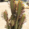 African Milk Tree - Euphorbia trigona &