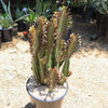 African Milk Tree - Euphorbia trigona &