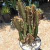 African Milk Tree - Euphorbia trigona &