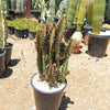 African Milk Tree - Euphorbia trigona &