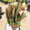 African Milk Tree - Euphorbia trigona &