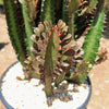 African Milk Tree - Euphorbia trigona &