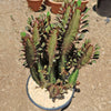 African Milk Tree - Euphorbia trigona &