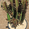 African Milk Tree - Euphorbia trigona &