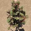 African Milk Tree - Euphorbia trigona &