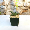 African Spear Plant (Sansevieria cylindrica) in a dark green square pot with pebbles on a white surface against a stone wall background.