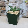 African Spear Plant (Sansevieria cylindrica) with thick green leaves in a dark green pot with light gravel, set before a stone wall.