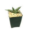 Sansevieria cylindrica African Spear Plant with long, pointed leaves in a dark green square pot of light rocks on a white background.