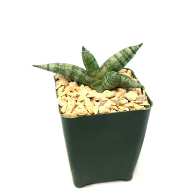 dracena dünger Gerandeter Drachenbaum - Dracaena marginata