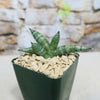 African Spear Plant (Sansevieria cylindrica) with thick, pointed green leaves in a green pot with light pebbles; stone wall background.