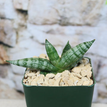 dracaena sansevieria African Spear Plant 'Sansevieria cylindrica'