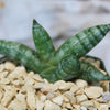 Close-up of Sansevieria cylindrica, African Spear Plant, with thick green-striped leaves among pale rocks and a softly blurred background.