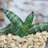 Close-up of Sansevieria cylindrica with thick, pointed green leaves in a pot with beige rocks. African Spear Plant succulent.