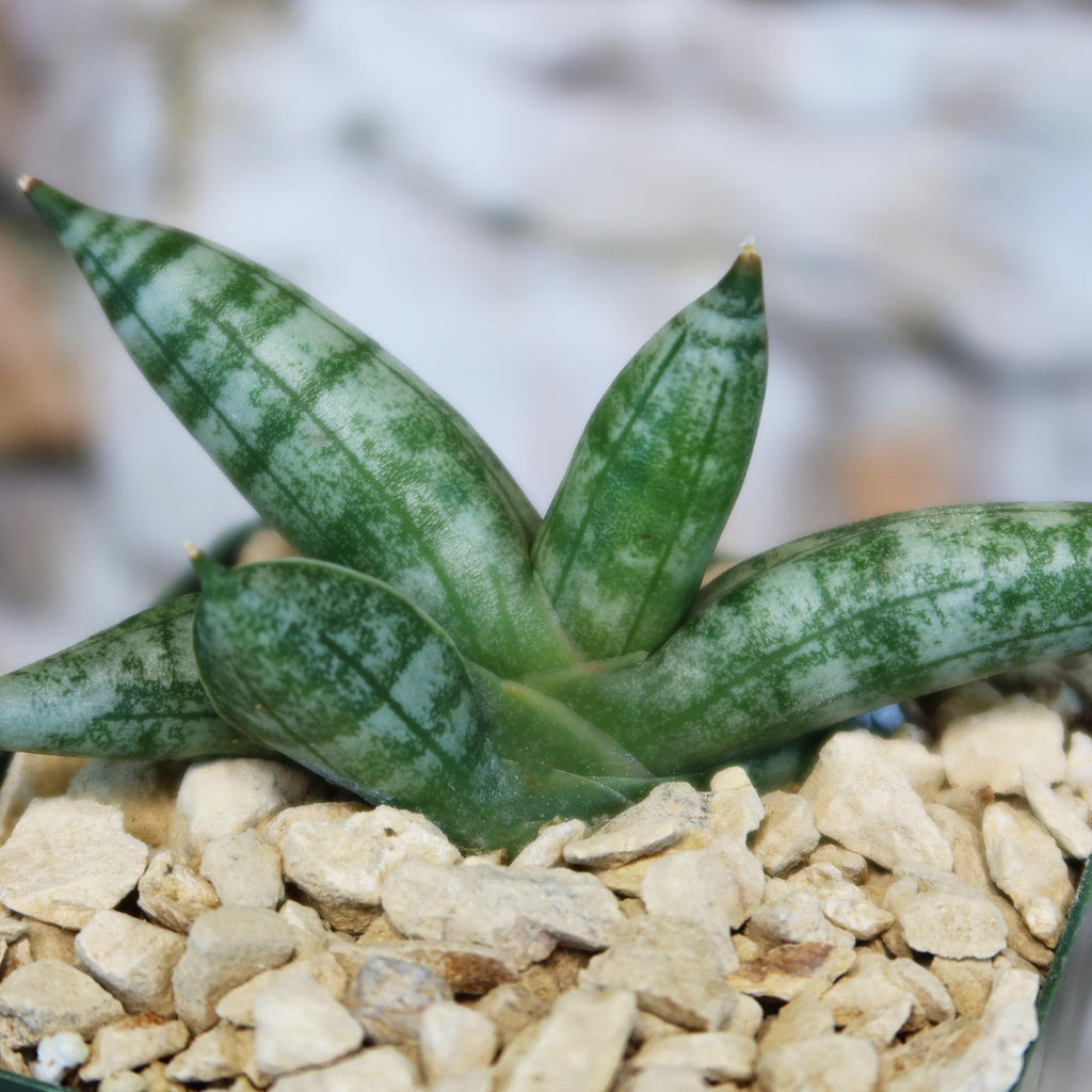 patrol_placeholder_a6ead9acc5af34cb22c78a05ed144ef7