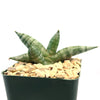 Sansevieria cylindrica (African Spear Plant) with thick, green striped leaves in a green pot with light gravel on a white background.