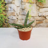 A potted African Spear Plant (Sansevieria cylindrica) sits elegantly on a table, showcasing its cylindrical, upright leaves.